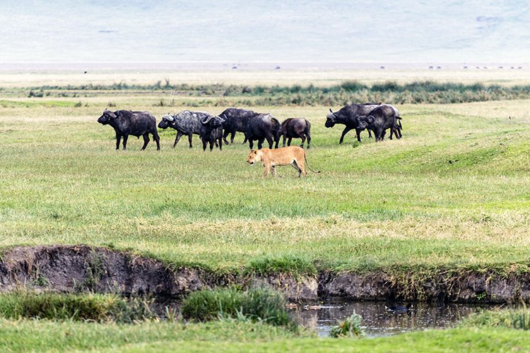 TZA ARU Ngorongoro 2016DEC26 Crater 041